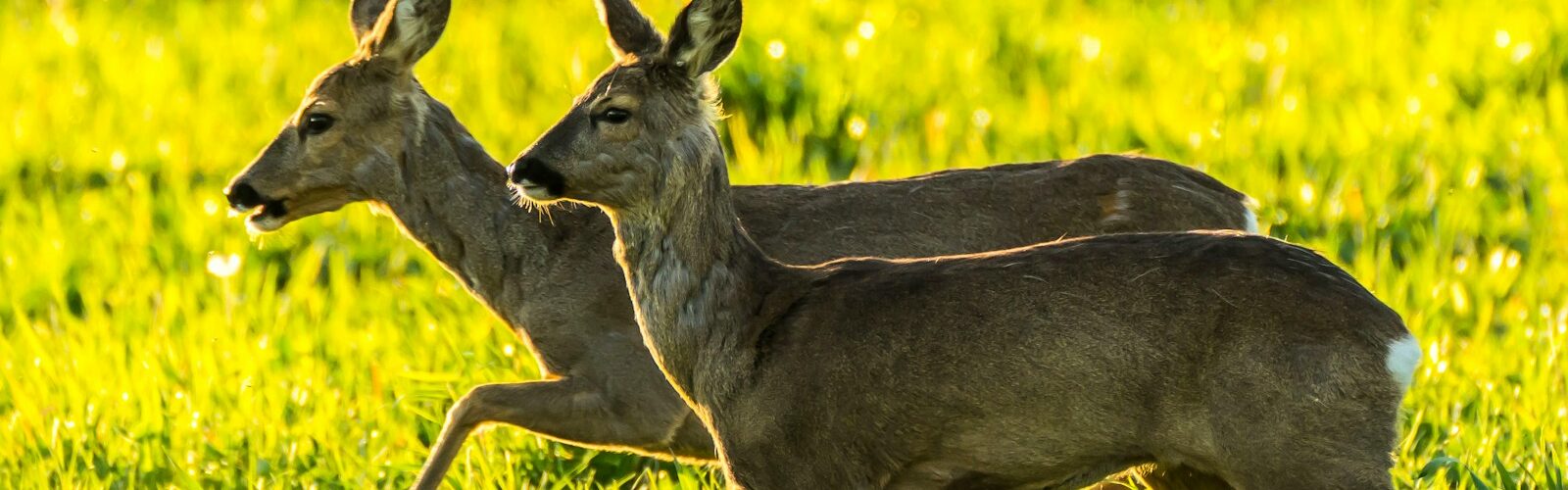brown deer on green grass field during daytime